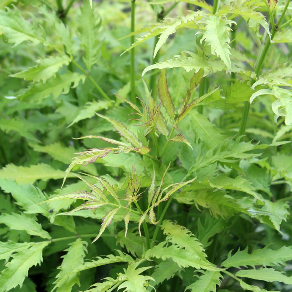 Elderberry - Sambucus racemosa Sutherland Gold