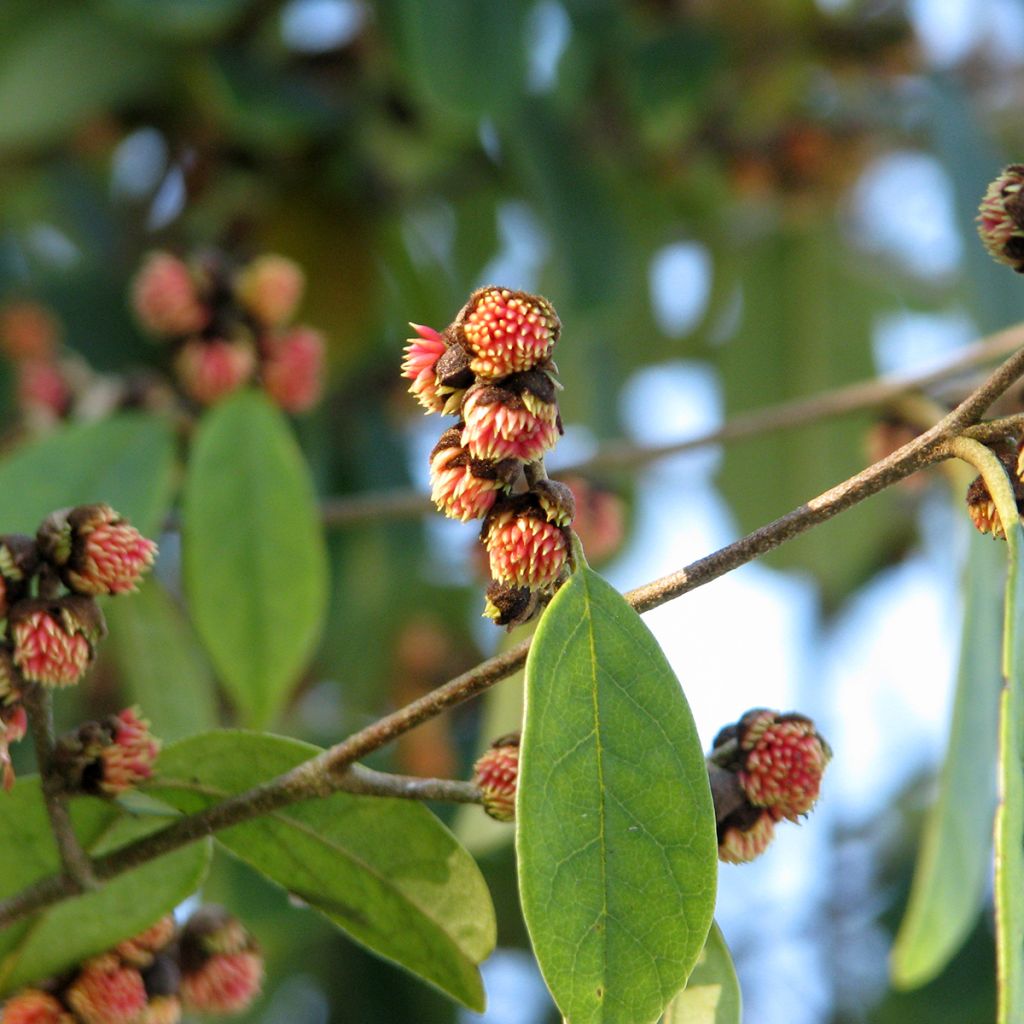 Sycopsis sinensis 