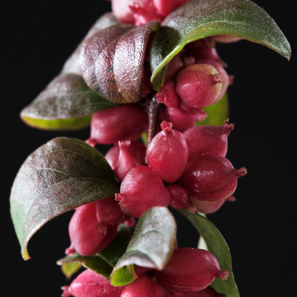 Symphorycarpos x doorenboosii Magical Berry Christmas -  Doorenbos coralberry