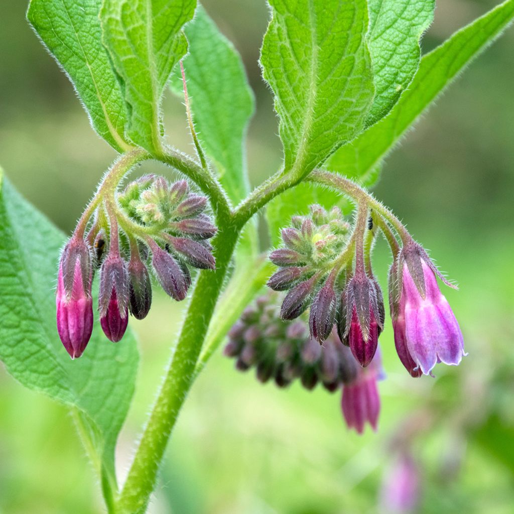 Symphytum officinale 