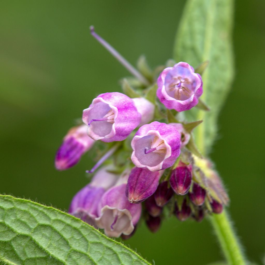 Symphytum officinale 