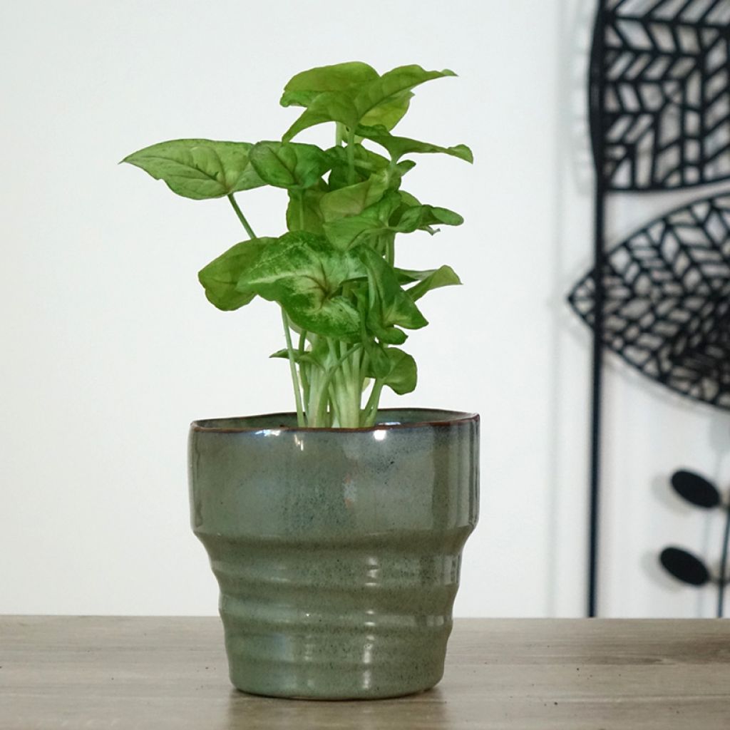 Syngonium podophyllum Golden Allusion - Arrowhead vine