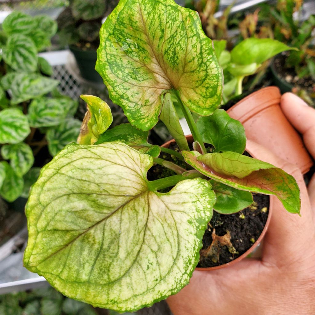 Syngonium podophyllum Golden Allusion - Arrowhead vine