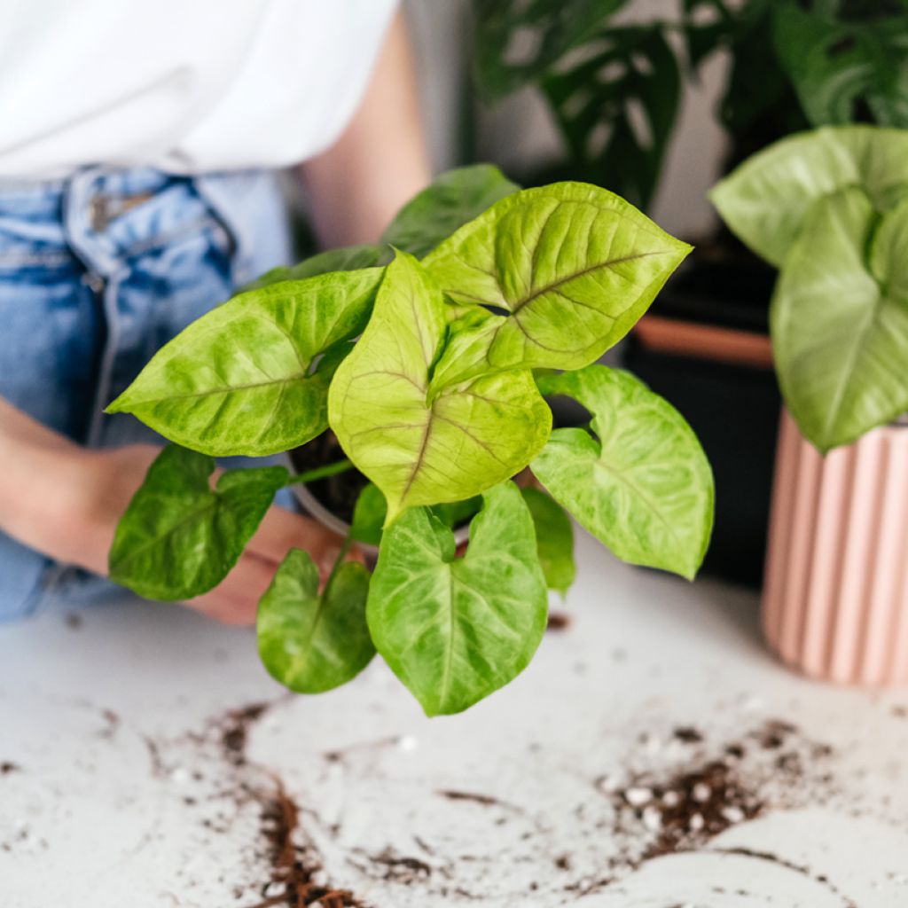 Syngonium podophyllum Golden Allusion - Arrowhead vine