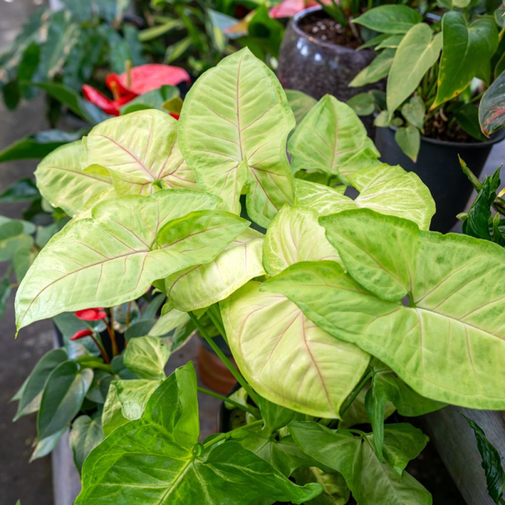 Syngonium podophyllum Golden Allusion - Arrowhead vine