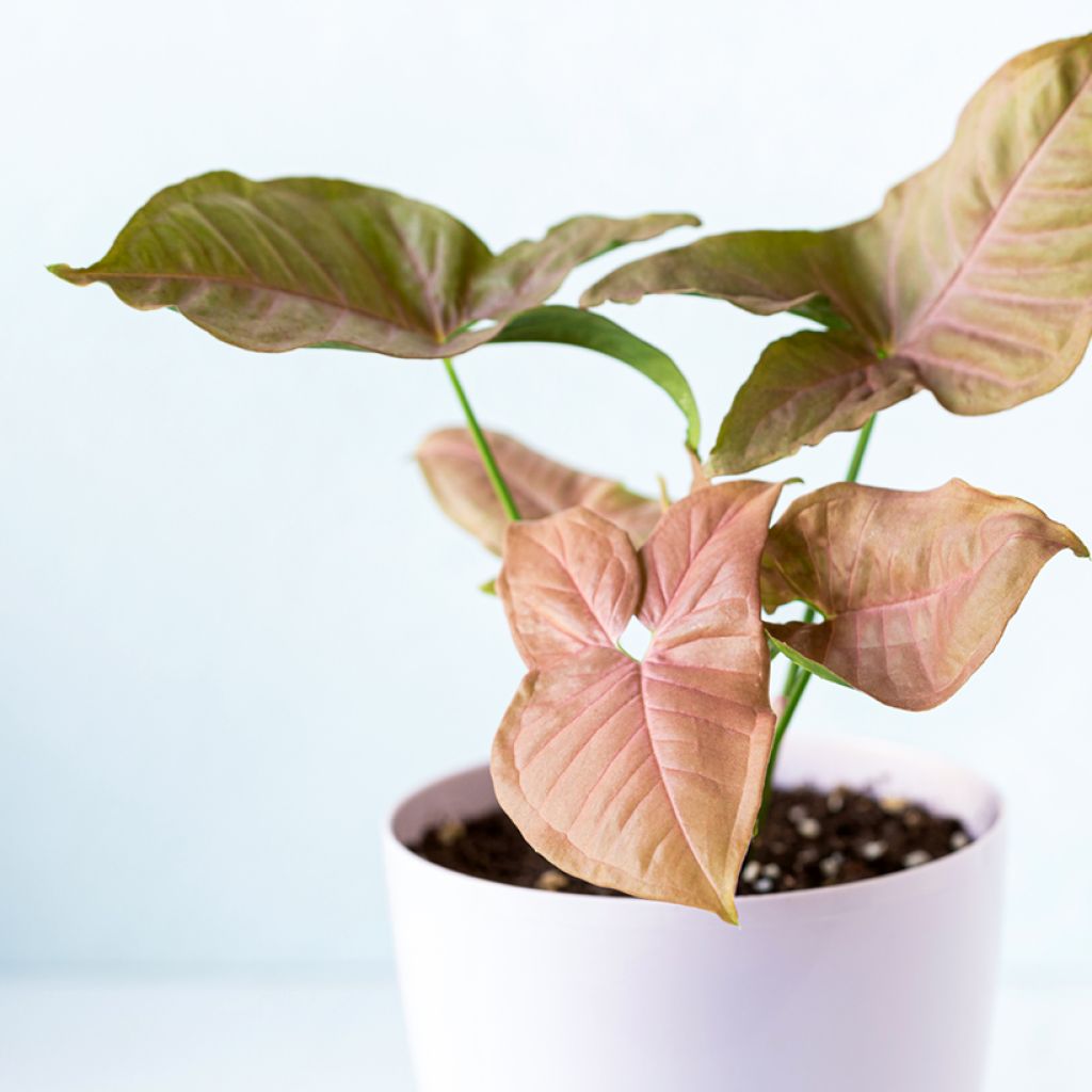 Syngonium podophyllum Neon Robusta - Arrowhead vine