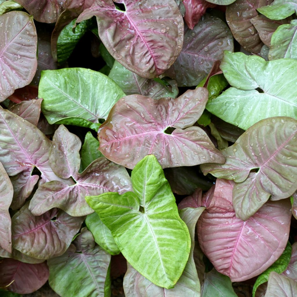 Syngonium podophyllum Neon Robusta - Arrowhead vine