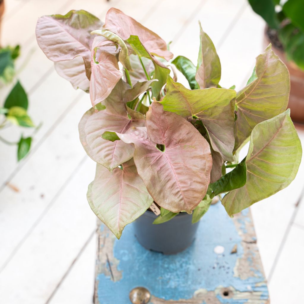 Syngonium podophyllum Neon Robusta - Arrowhead vine