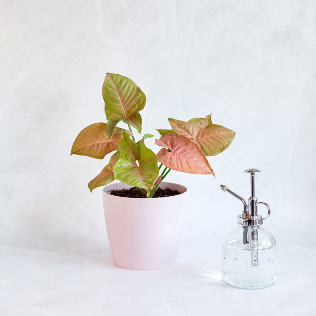 Syngonium podophyllum Neon Robusta - Arrowhead vine