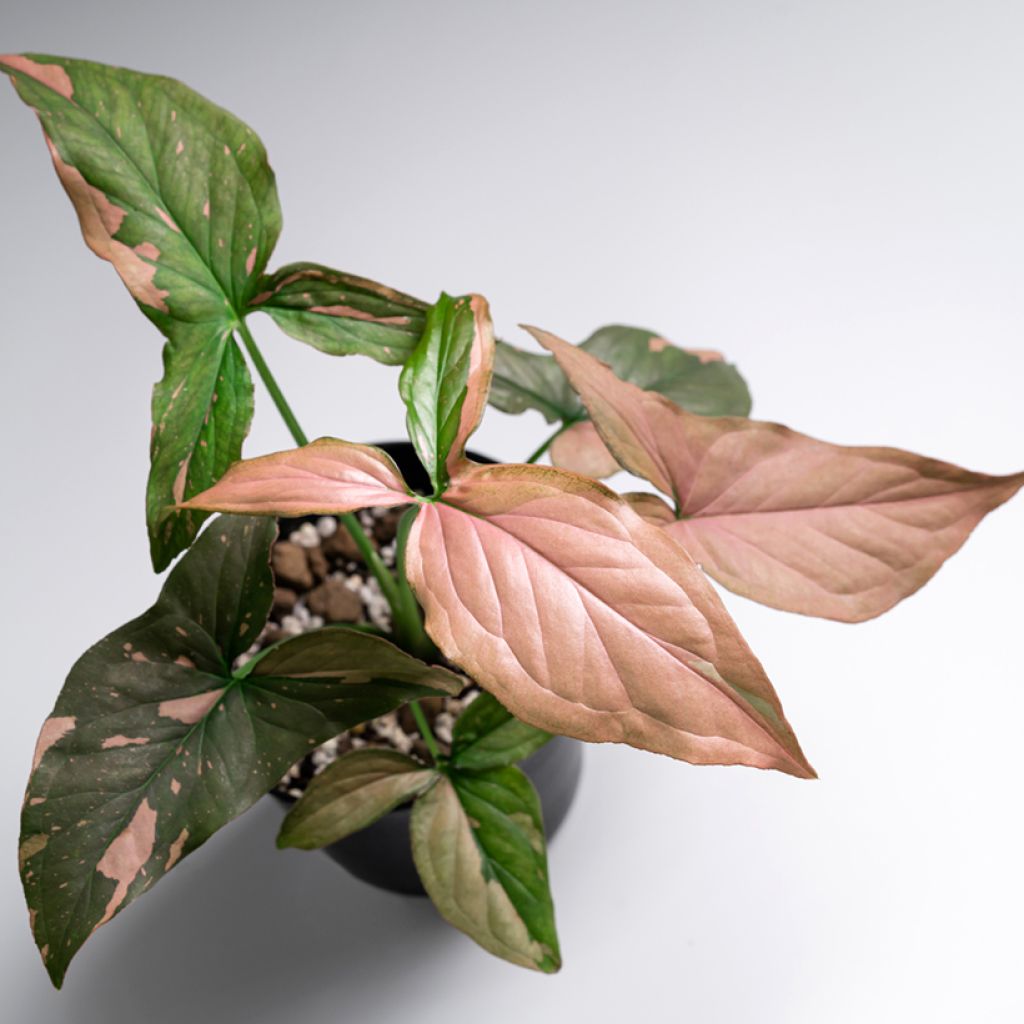 Syngonium podophyllum Red Spot PINK SPLASH - Arrowhead vine