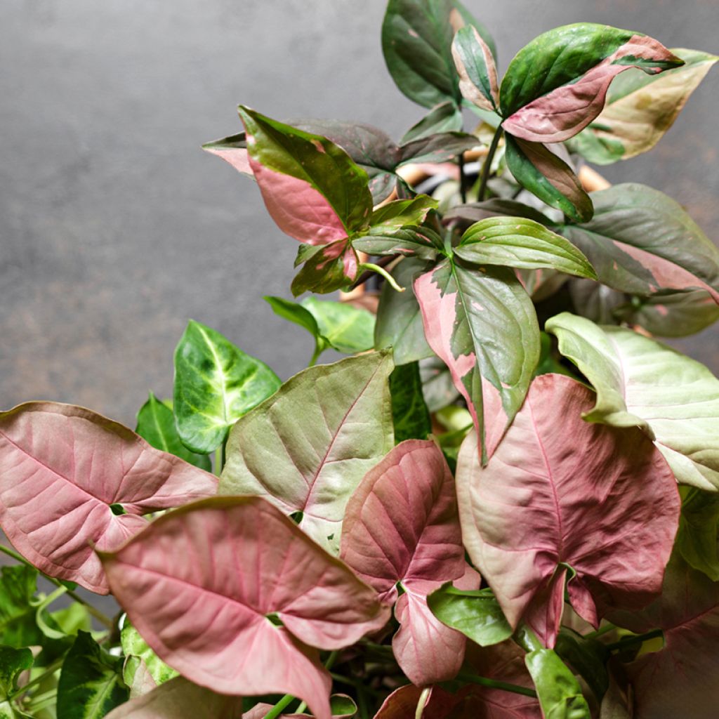Syngonium podophyllum Red Spot PINK SPLASH - Arrowhead vine