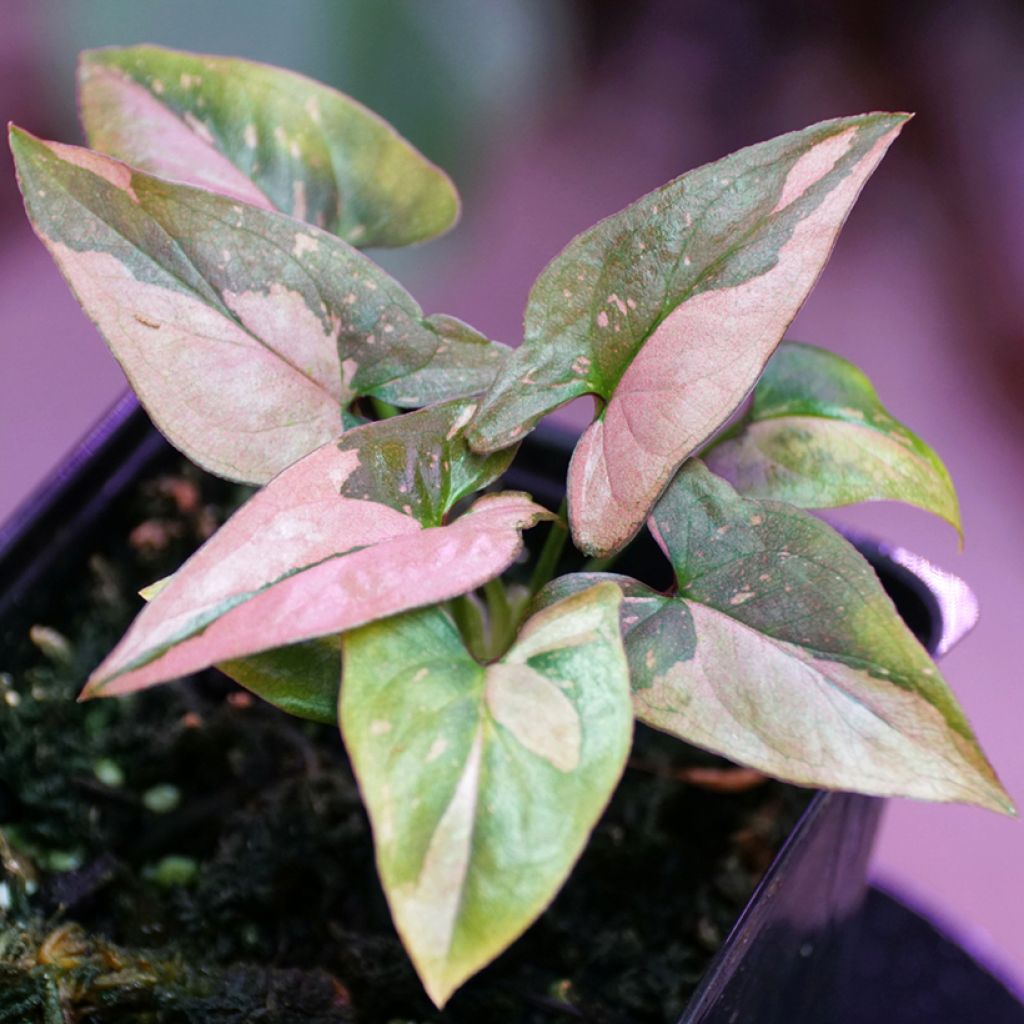 Syngonium podophyllum Red Spot PINK SPLASH - Arrowhead vine