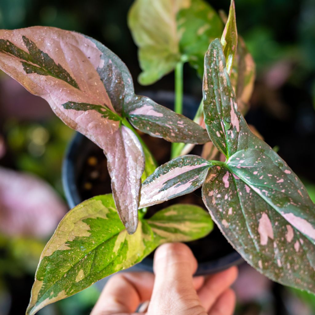 Syngonium podophyllum Red Spot PINK SPLASH - Arrowhead vine