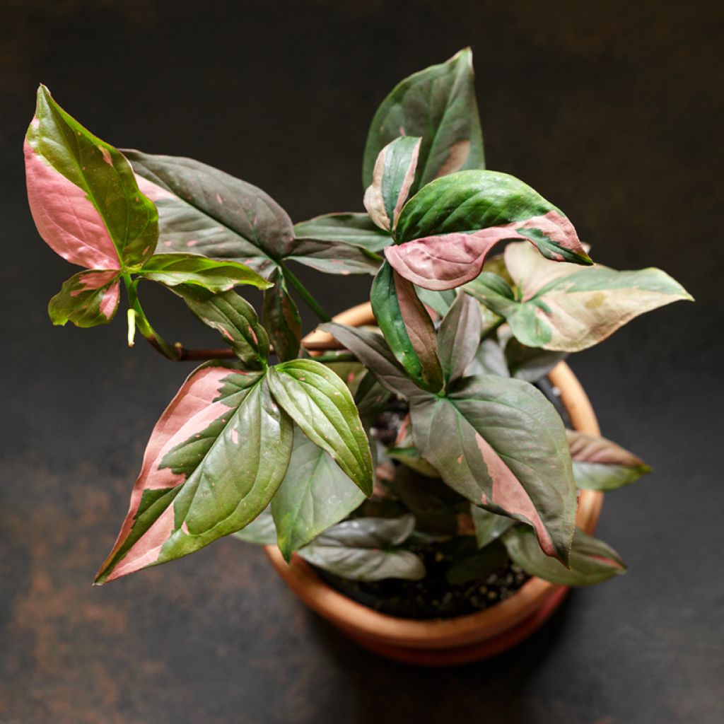 Syngonium podophyllum Red Spot PINK SPLASH - Arrowhead vine