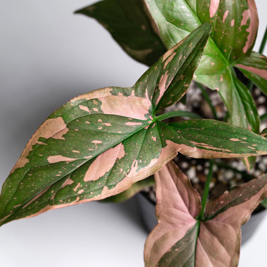 Syngonium podophyllum Red Spot PINK SPLASH - Arrowhead vine