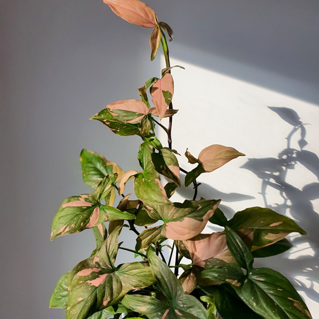 Syngonium podophyllum Red Spot PINK SPLASH - Arrowhead vine