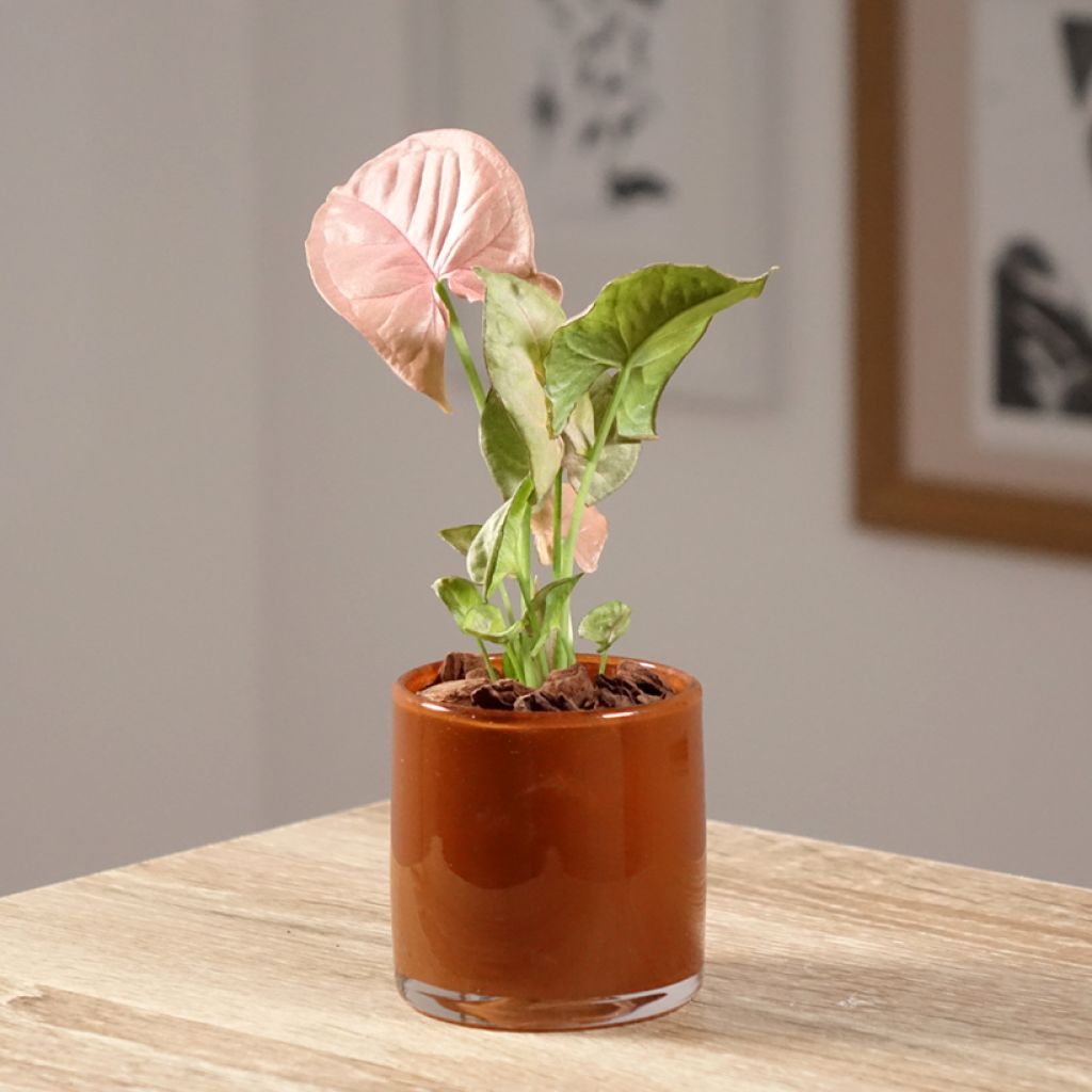 Syngonium podophyllum Neon Robusta - Arrowhead vine