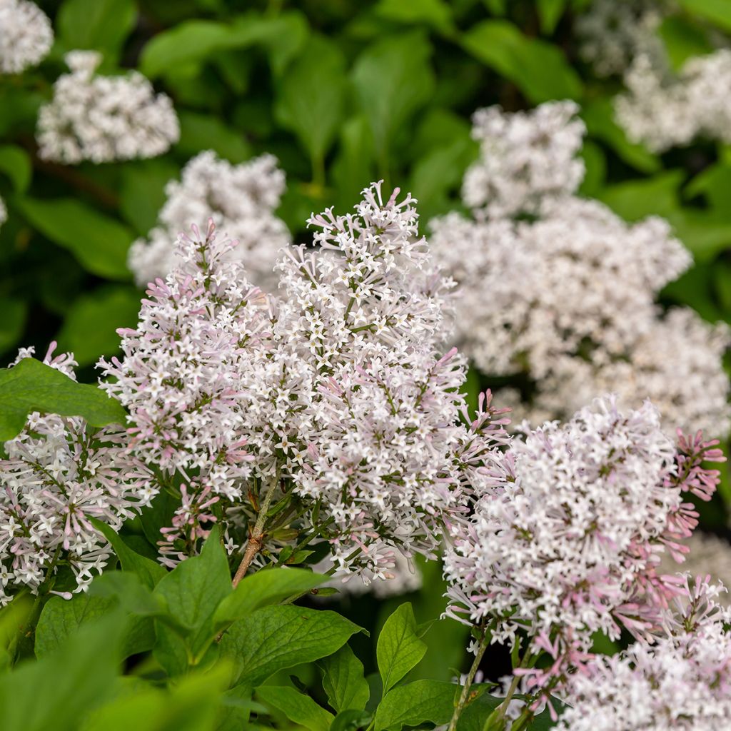 Syringa Little Lady - Lilac