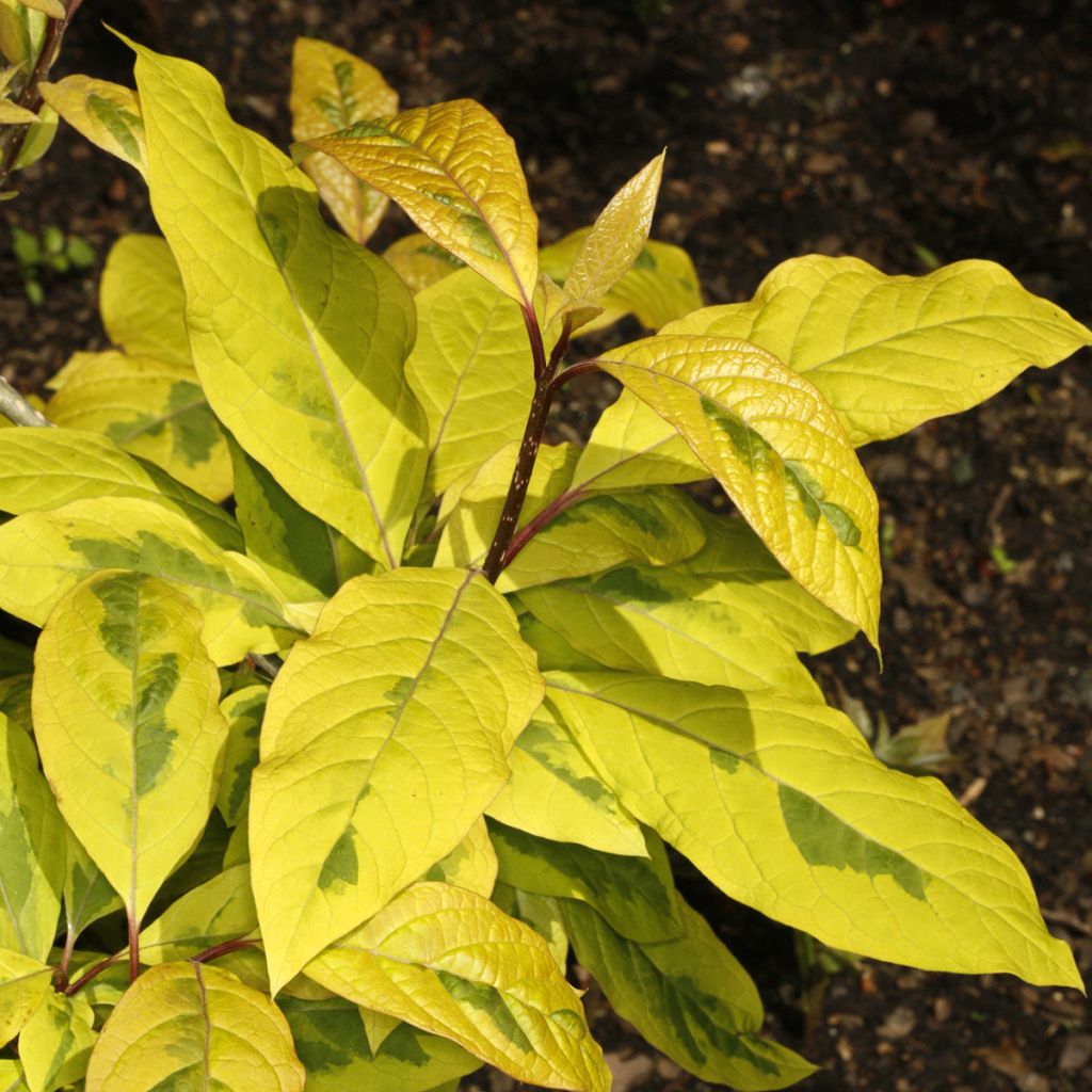 Syringa emodi aureovariegata - Himalayan lilac