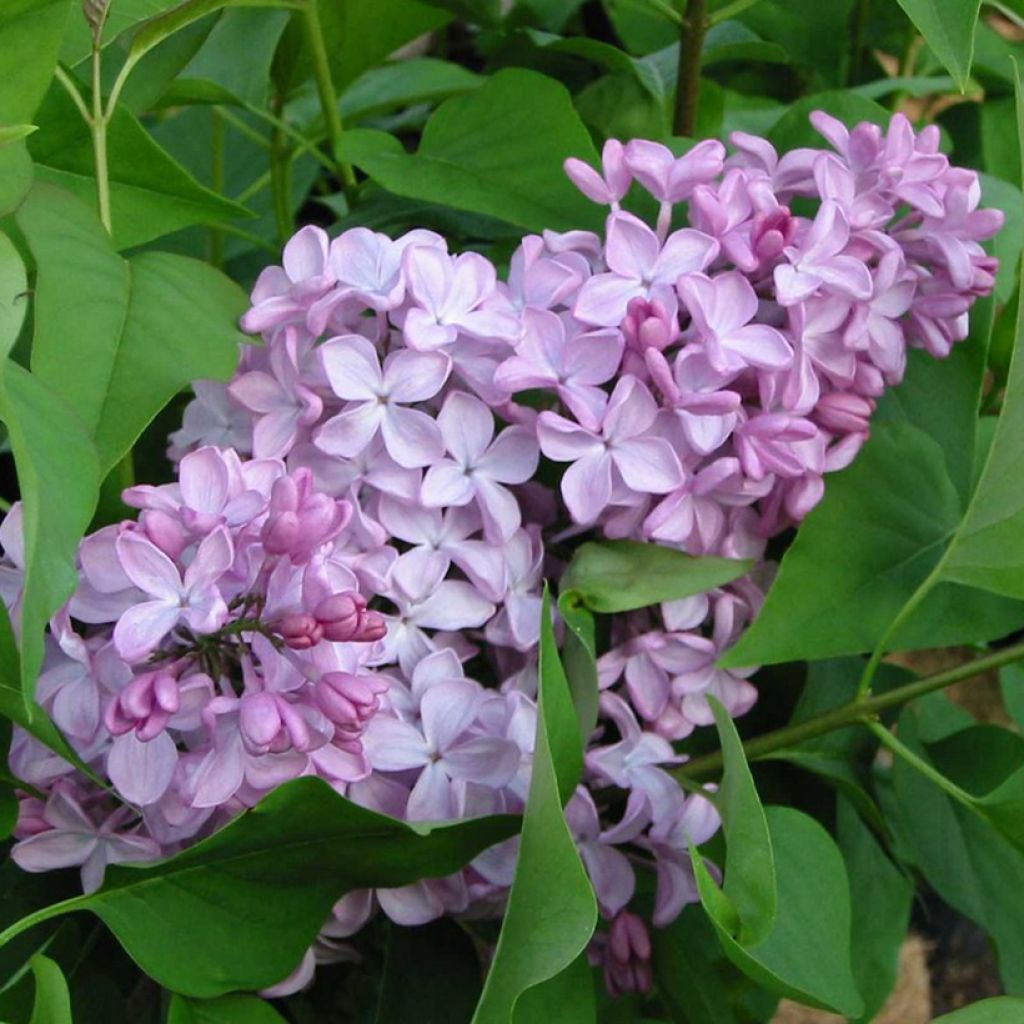 Syringa x hyacinthiflora Esther Staley - Hyacinth-flowered Lilac