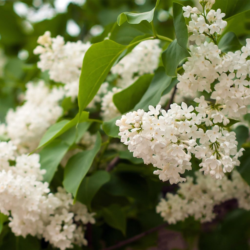 Syringa vulgaris Comtesse Dharcourt - Common Lilac