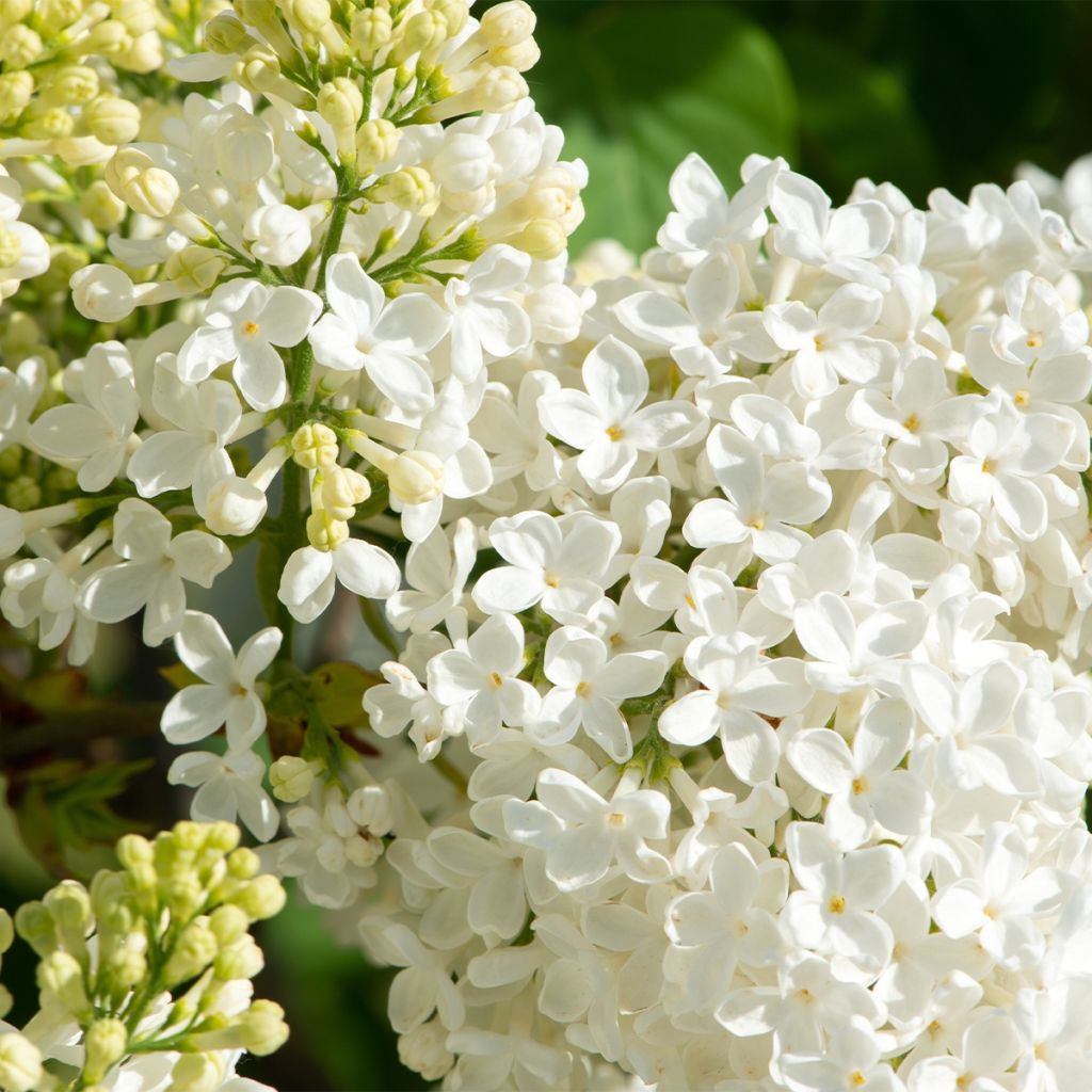 Syringa vulgaris Comtesse Dharcourt - Common Lilac