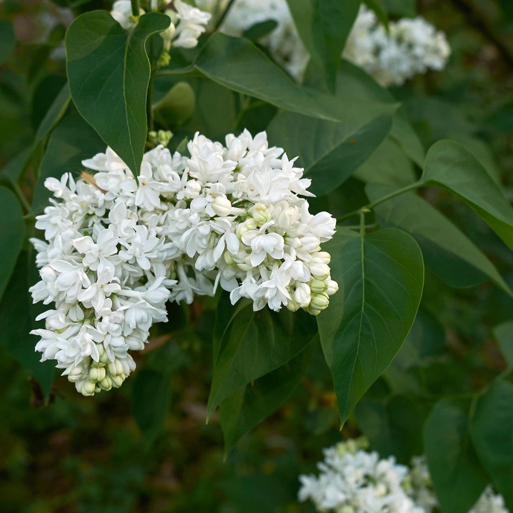 Syringa vulgaris Madame Lemoine - Common Lilac