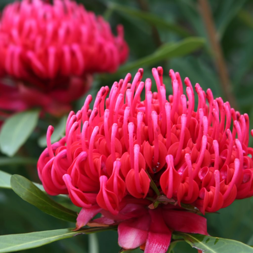 Telopea Essie's Gift - Waratah