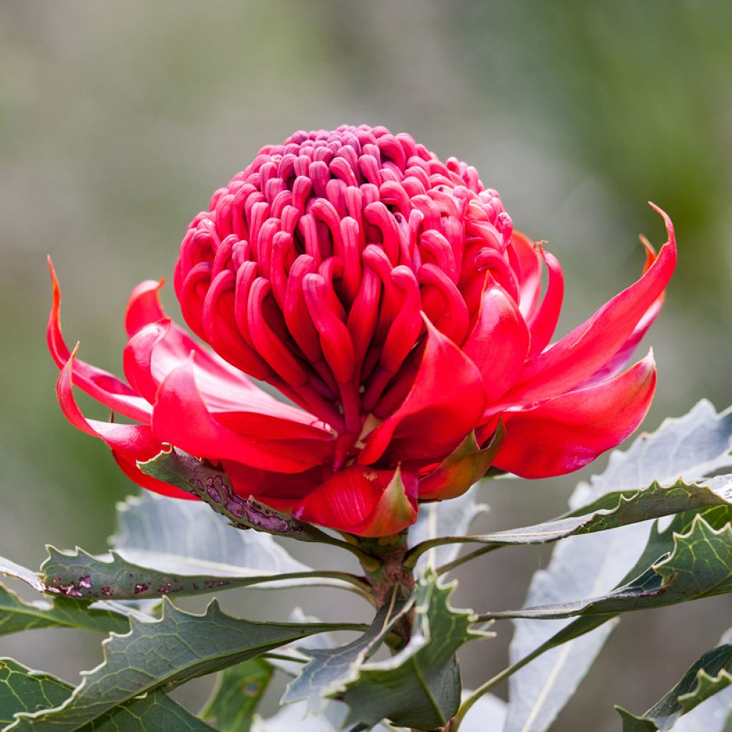 Telopea speciosissima Red Embers - Waratah