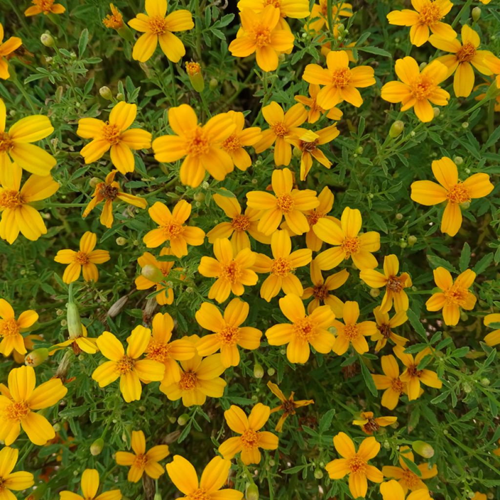 Tagetes Gold Medal - Sterile French Marigold