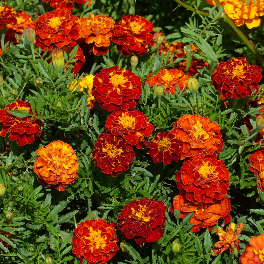 French Marigold Rusty Red Seeds - Tagetes patula