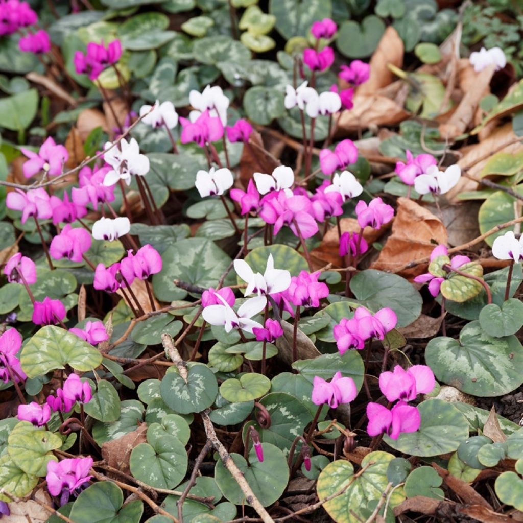 Winter Flowery Carpet - Pink and White Cyclamen Coum