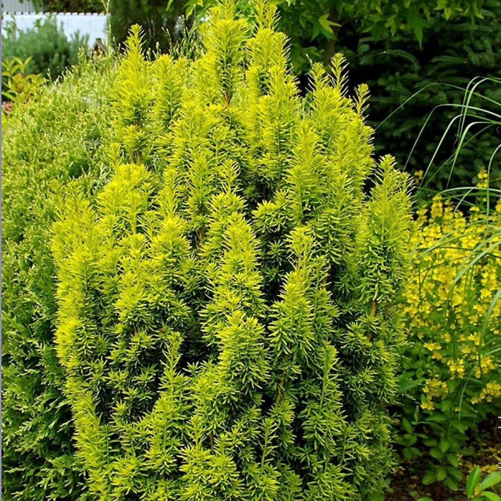 Taxus baccata David - Yew