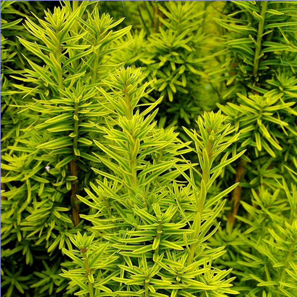 Taxus baccata David - Yew