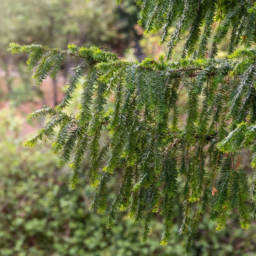 Taxus baccata Dovastoniana - Yew