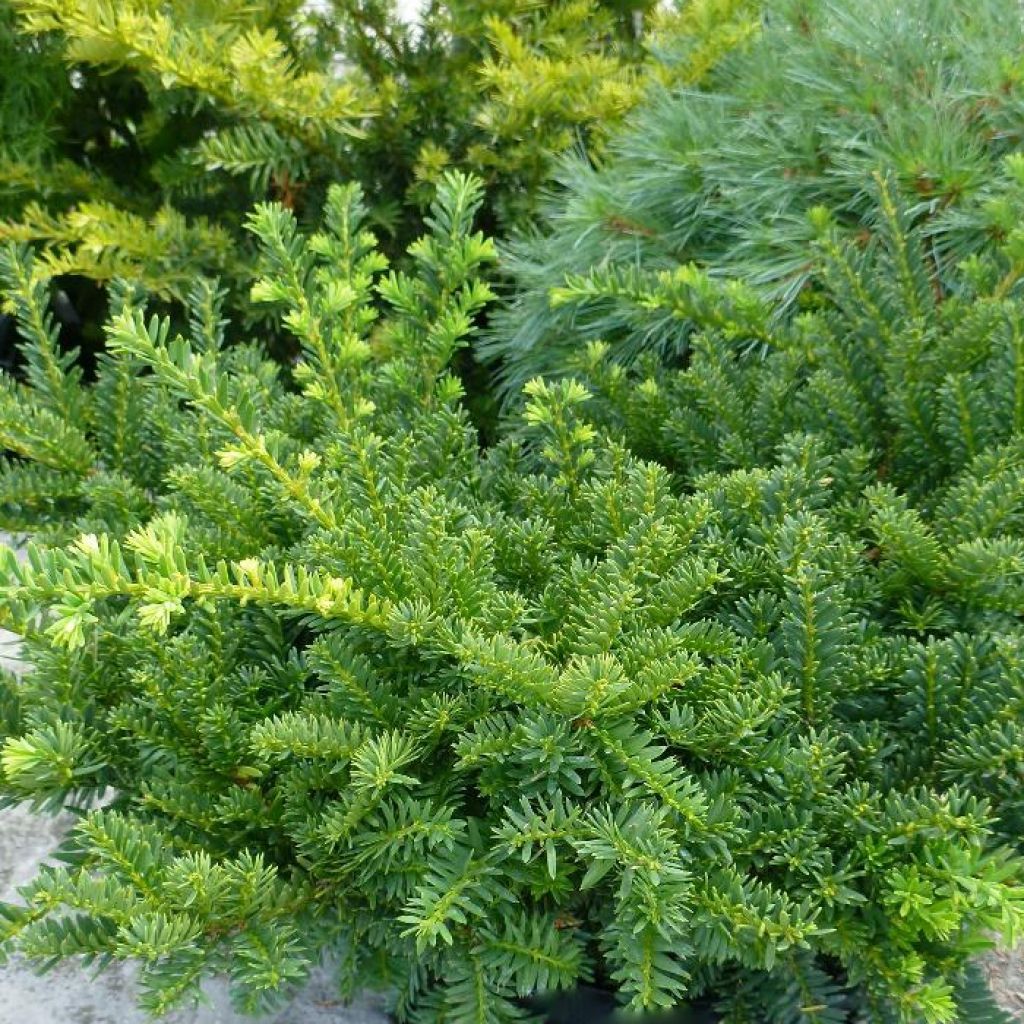 Taxus media Emerald Spreader - Yew