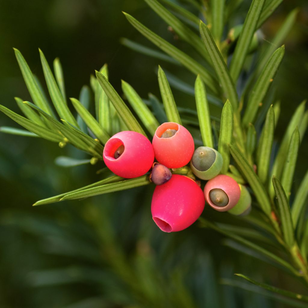 Taxus baccata - Yew