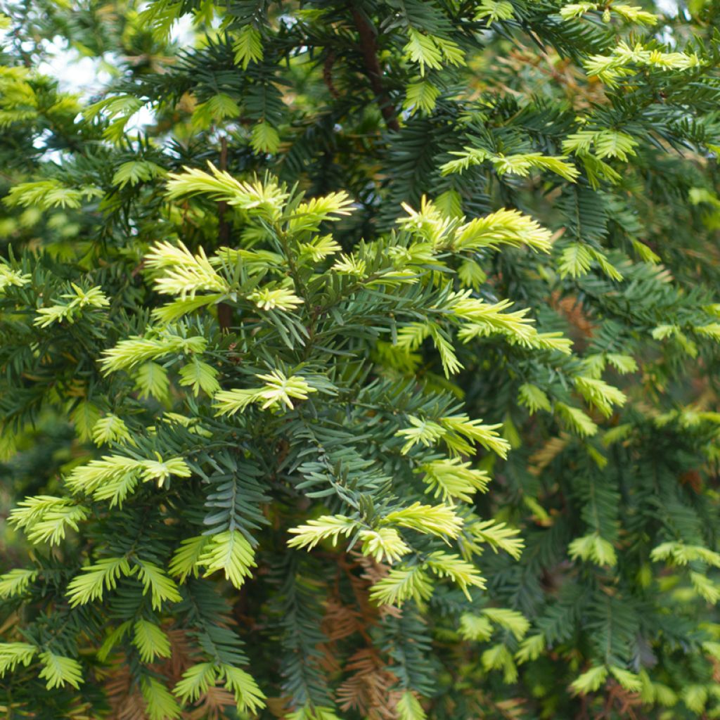 Taxus baccata - Yew