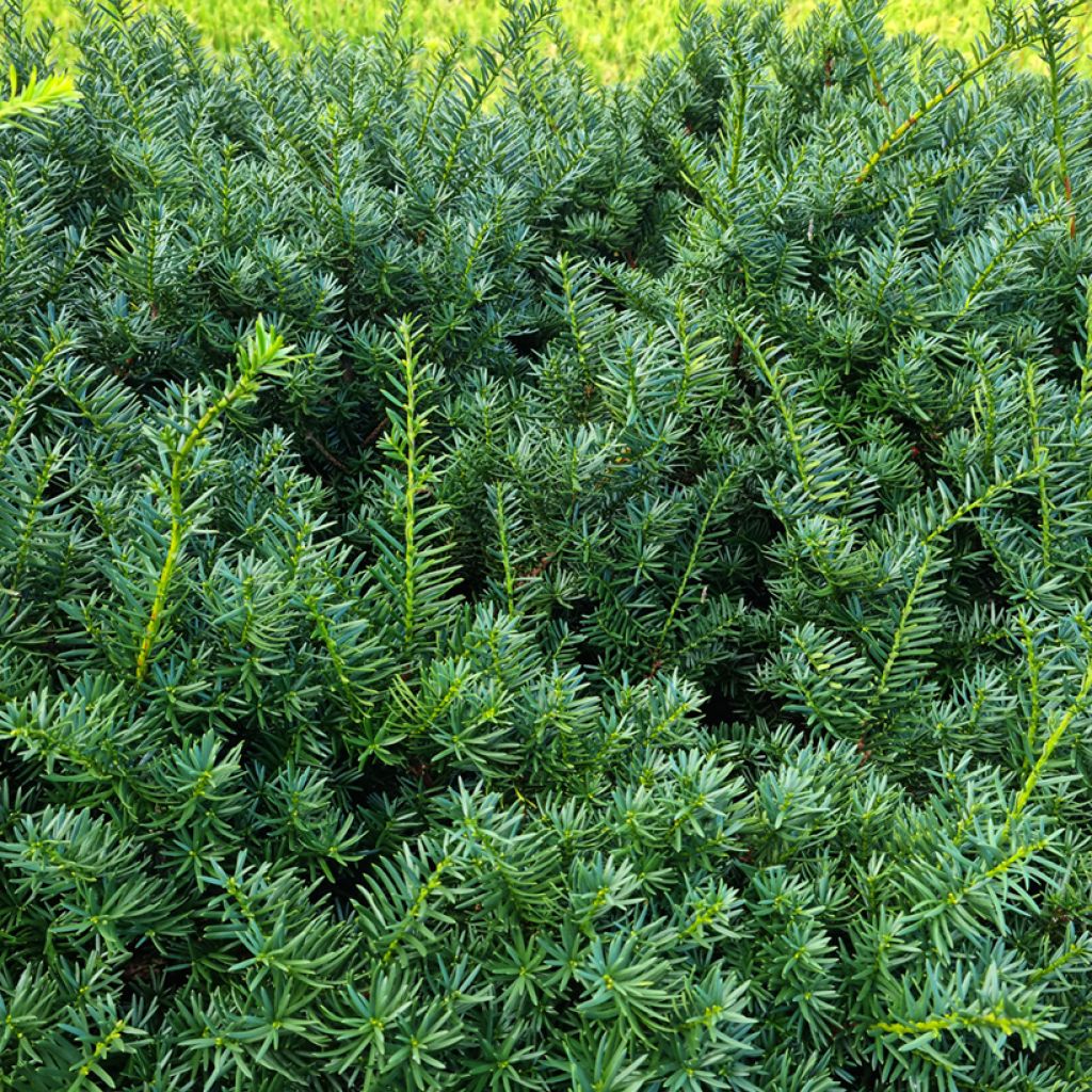 Taxus baccata - Yew
