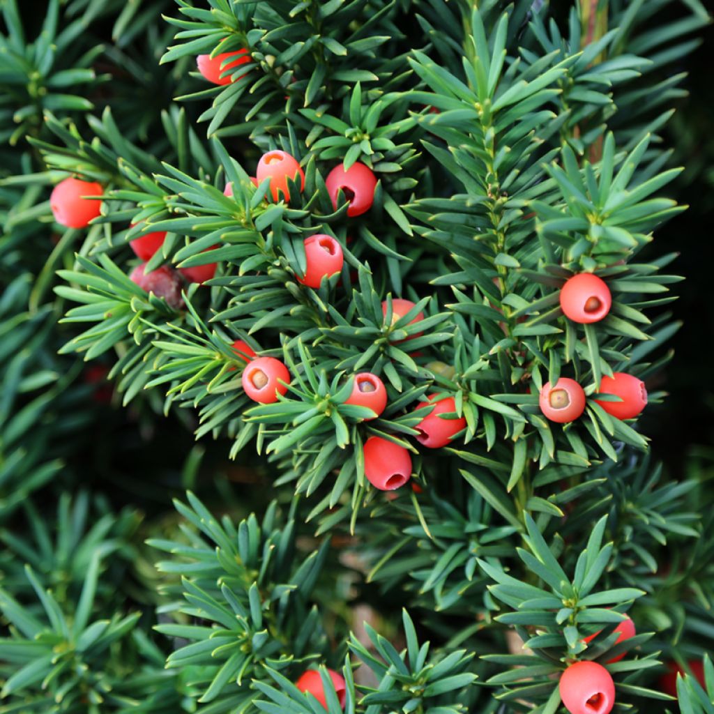 Taxus baccata - Yew