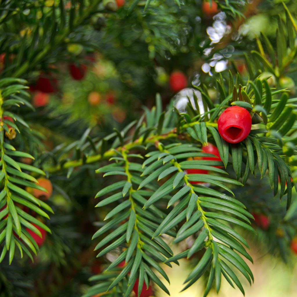 Taxus baccata - Yew