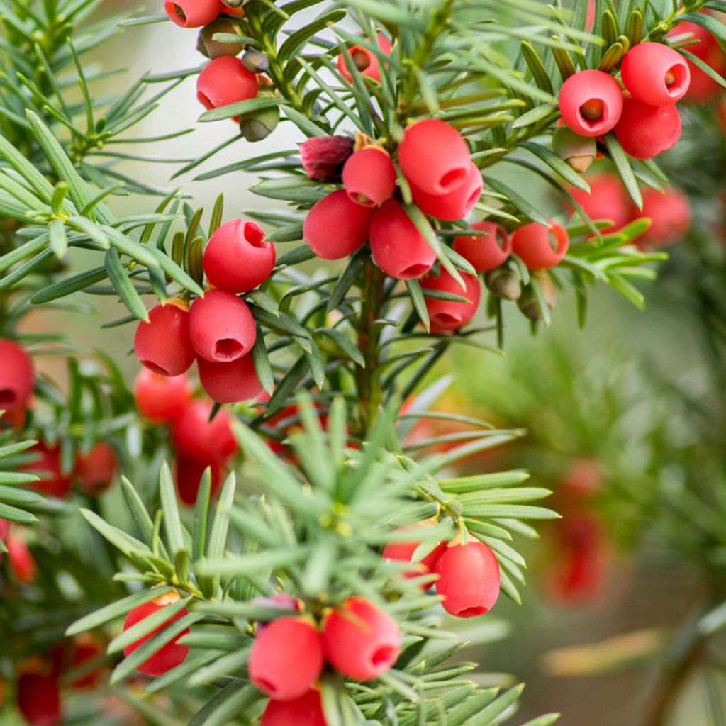 Taxus baccata - Yew