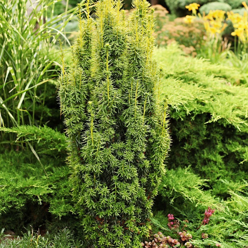 Taxus baccata - Yew