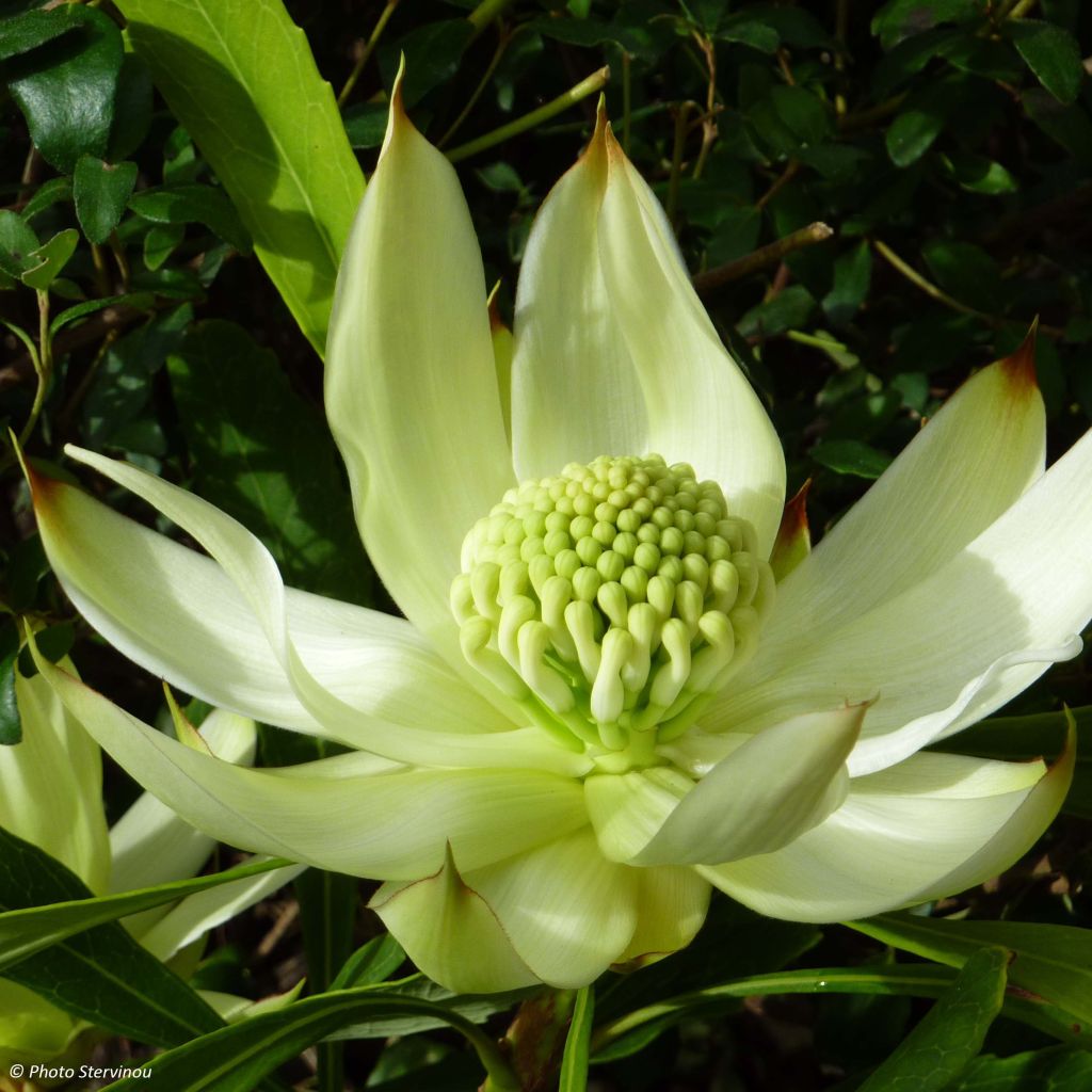 Telopea speciosissima White