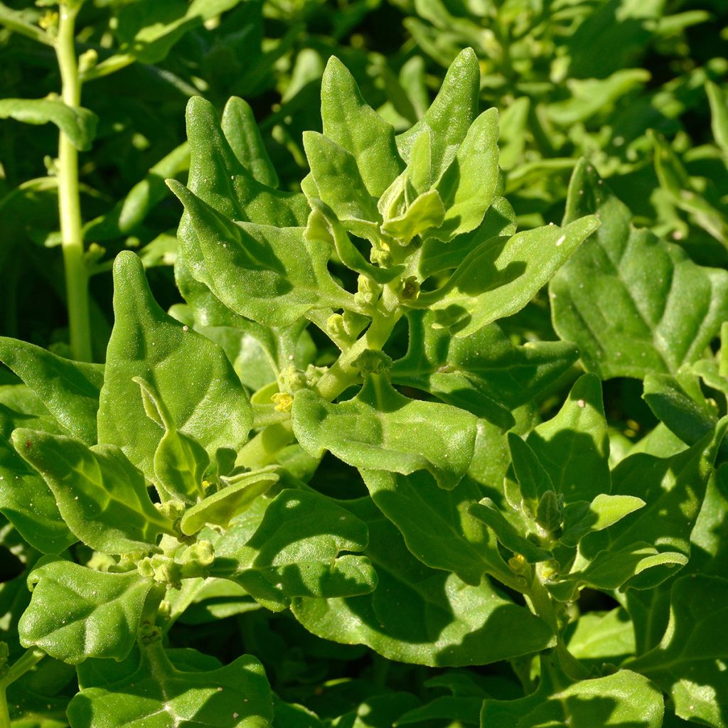 Horned Tetragon NT - Ferme de Sainte Marthe seeds