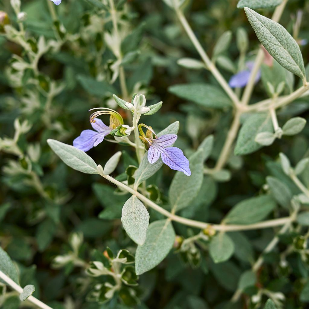 Teucrium fruticans Selection Erecta