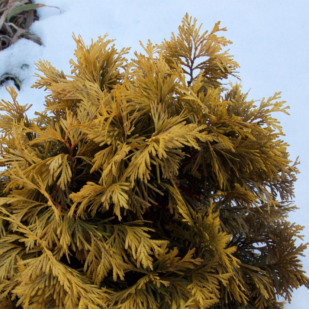 Thuja occidentalis Amber Glow - Canadian Arborvitae