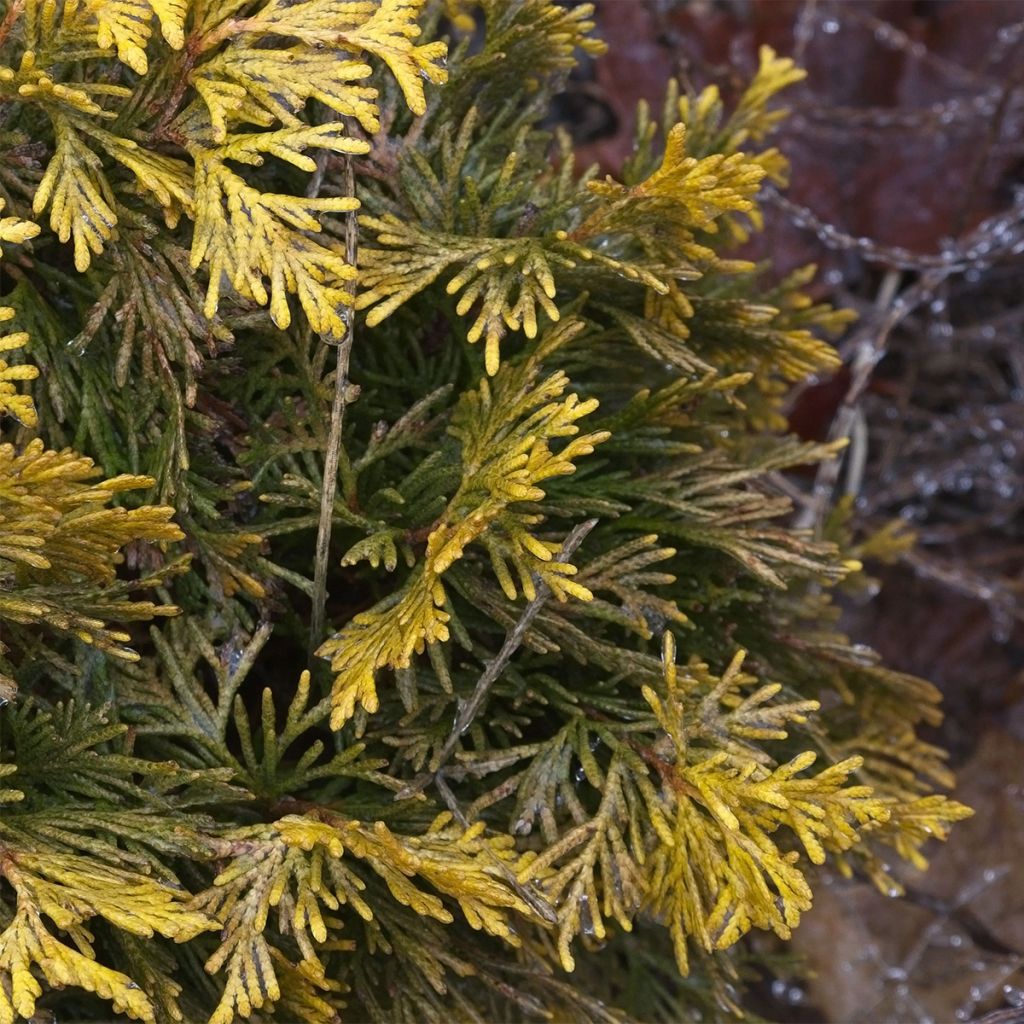 Thuja occidentalis Amber Glow - Canadian Arborvitae