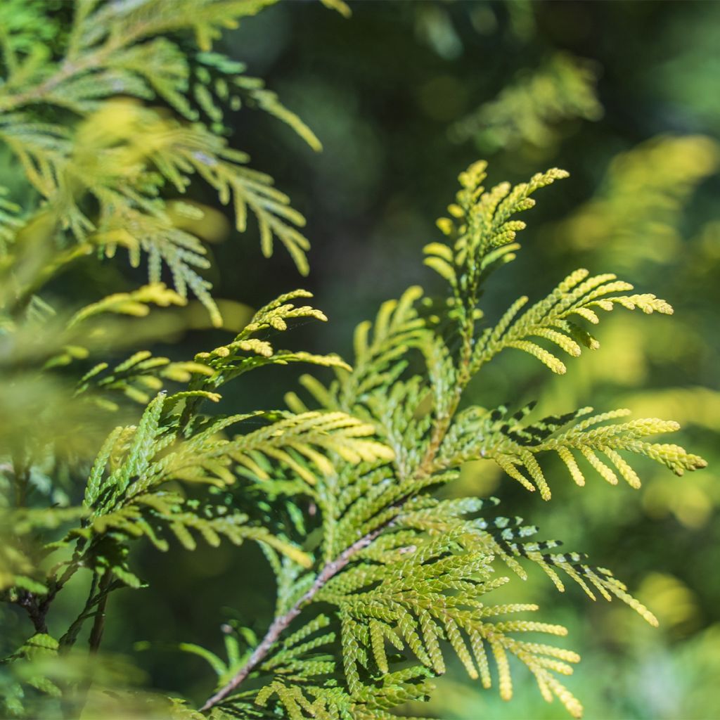 Thuja occidentalis Amber Glow - Canadian Arborvitae