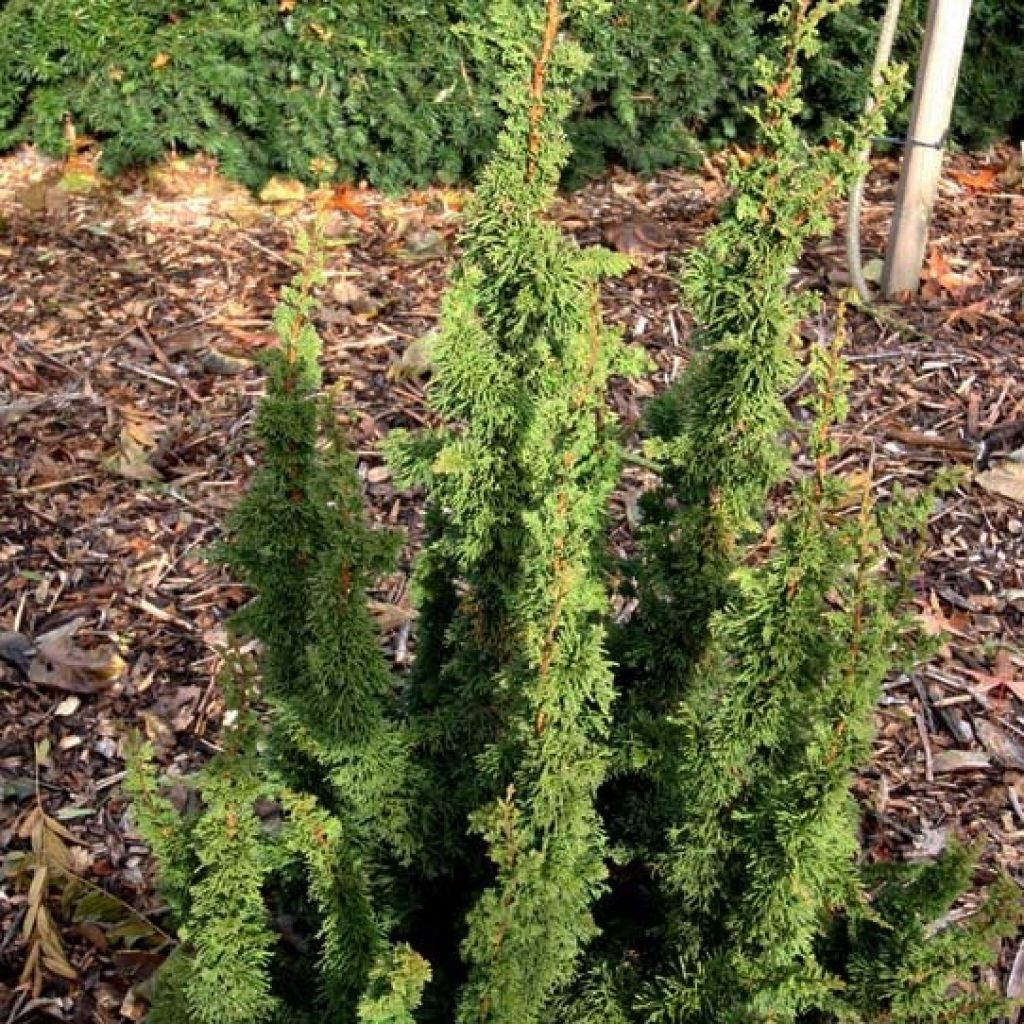 Thuja occidentalis Malonyana Holub - Canadian Arborvitae